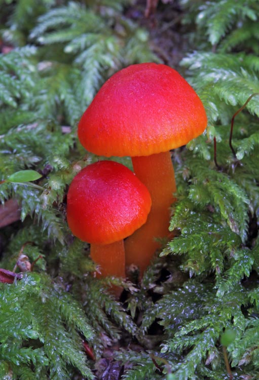 Hygrocybe miniata Hygrocybe miniata