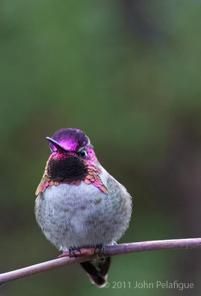 Calypte anna Calypte anna