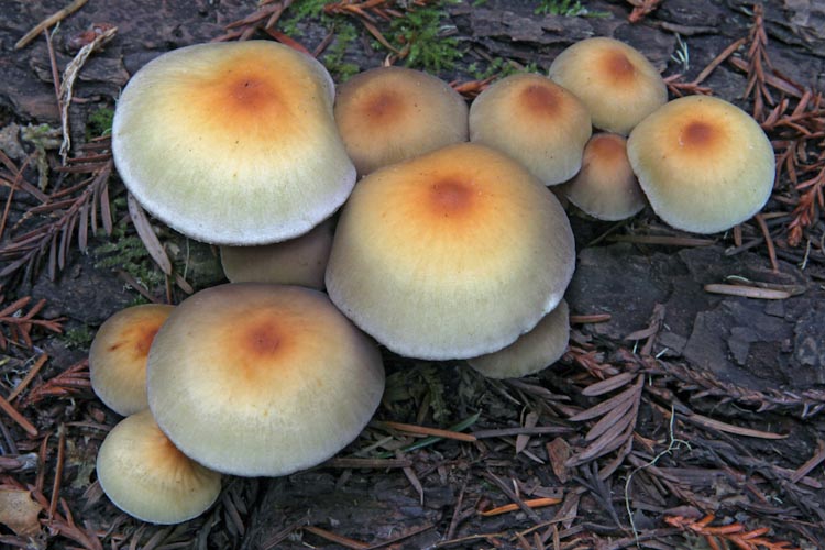 Hypholoma acutum