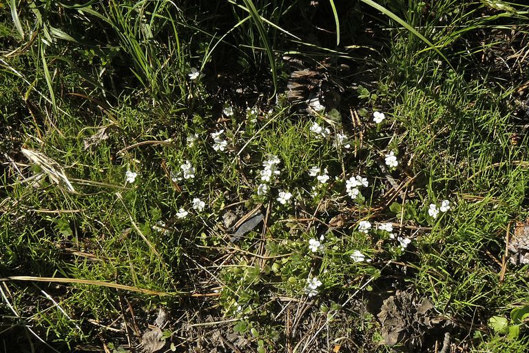 Veronica peregrina ssp. xalapensis