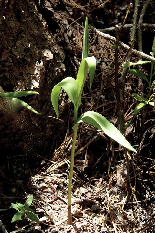 Lilium parvum