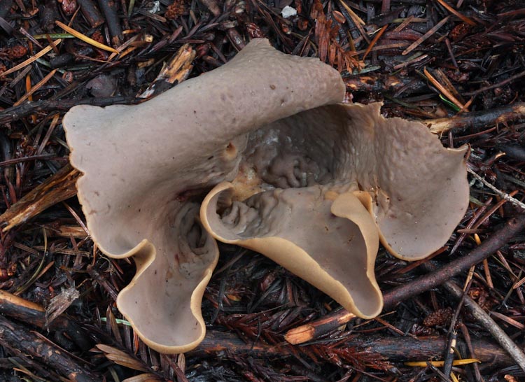 Otidea alutacea Otidea alutacea
