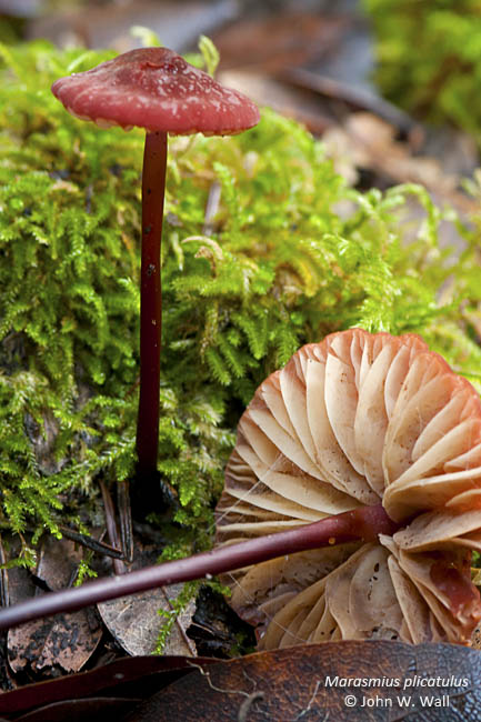 Marasmius plicatulus Marasmius plicatulus