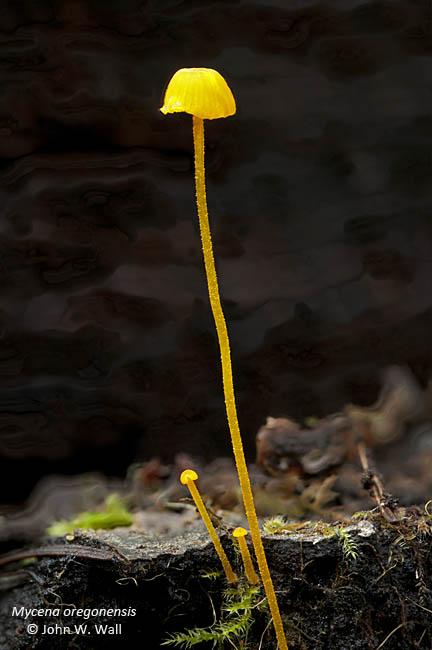 Mycena oregonensis