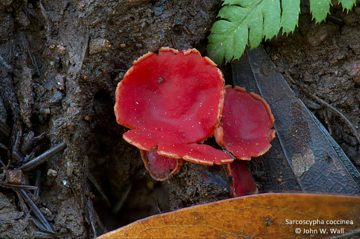Sarcoscypha coccinea