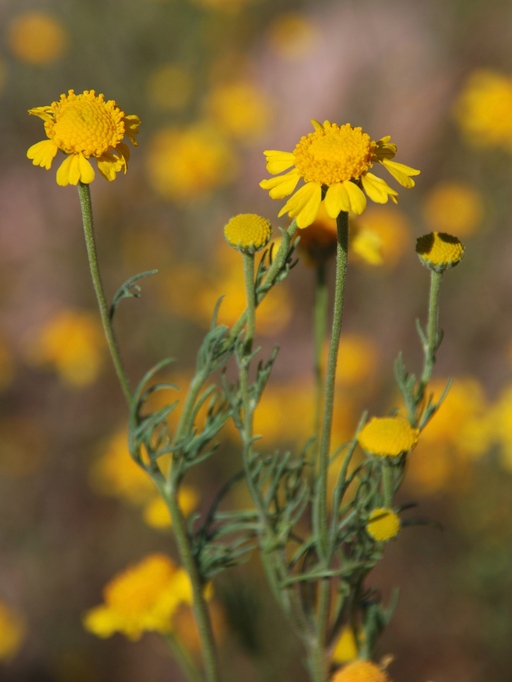 Hymenoxys odorata Hymenoxys odorata