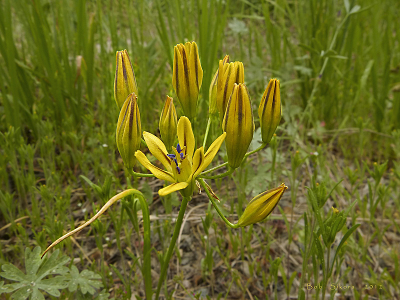 Triteleia ixioides ssp. anilina