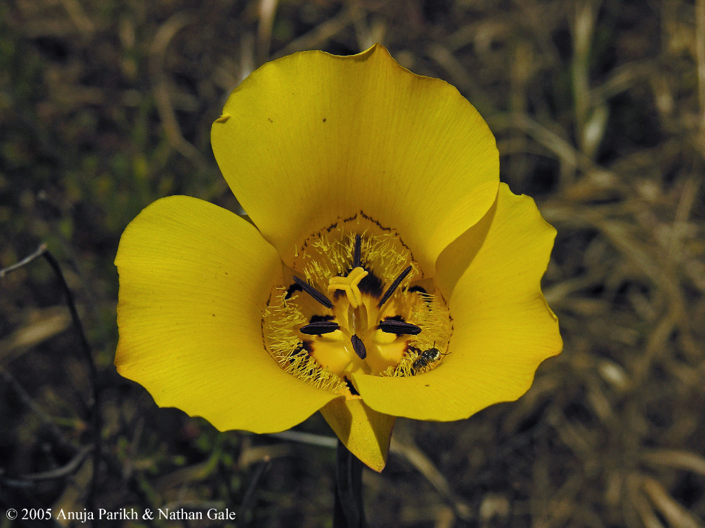 Calochortus clavatus var. gracilis