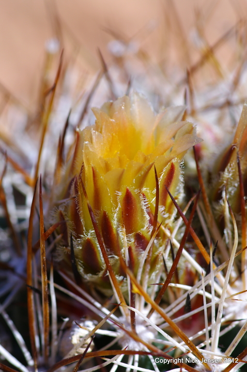 Pediocactus sileri Pediocactus sileri
