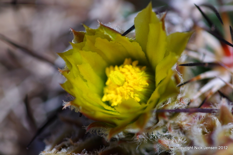 Pediocactus sileri Pediocactus sileri