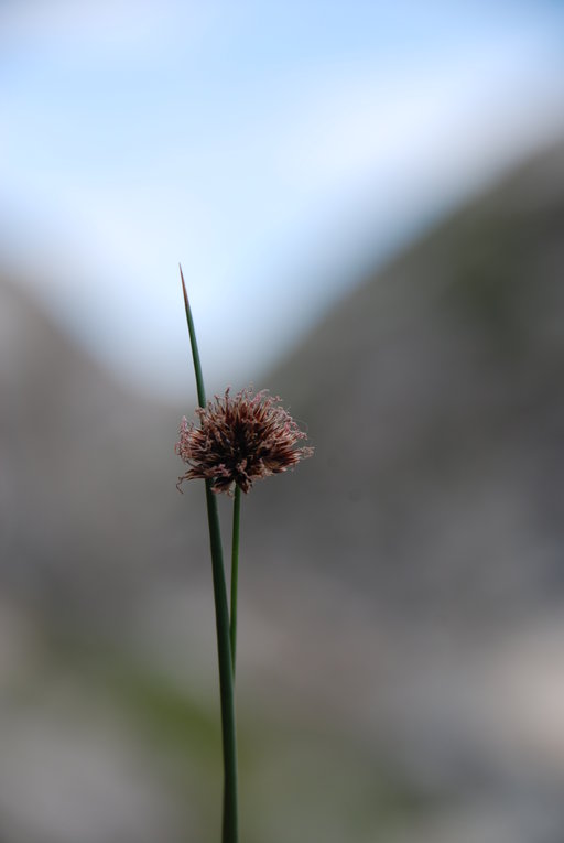 Carex abrupta