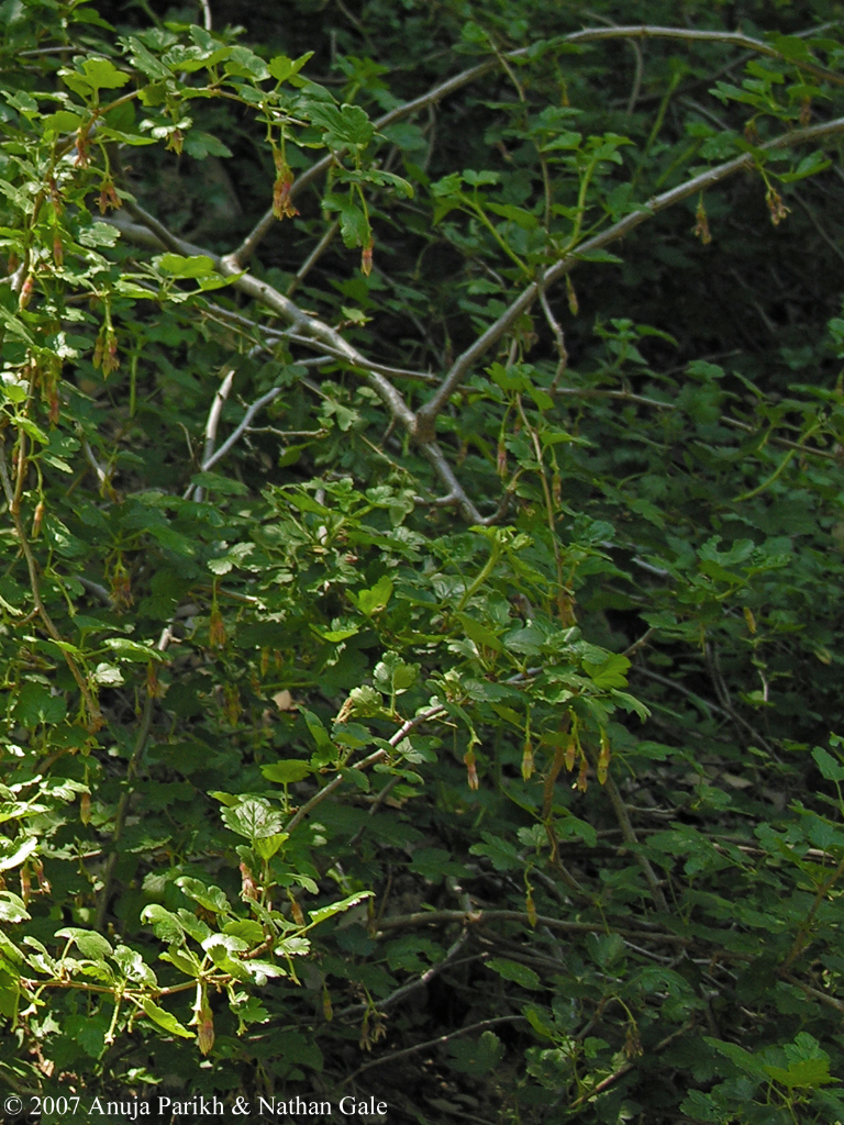 Ribes menziesii var. ixoderme Ribes menziesii var. ixoderme