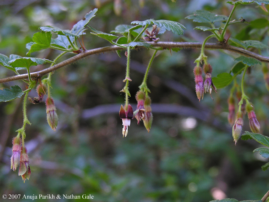 Ribes menziesii var. ixoderme Ribes menziesii var. ixoderme