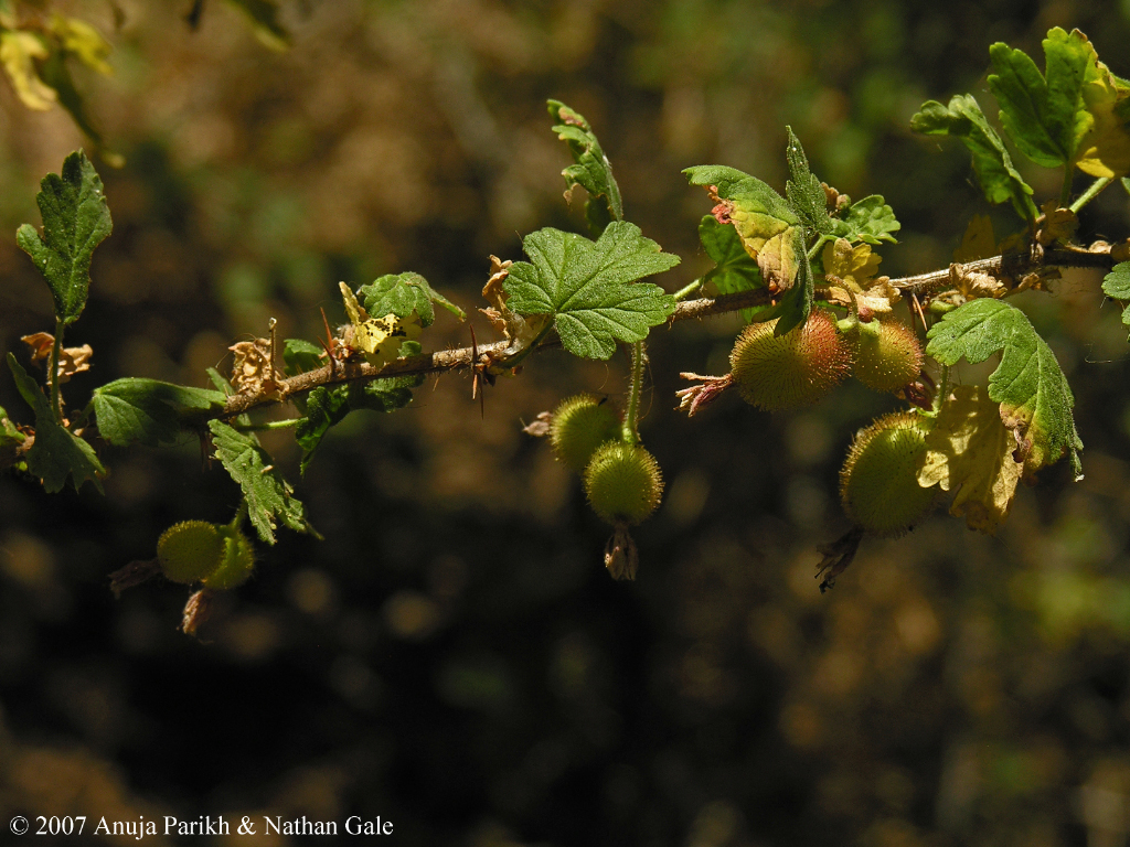 Ribes menziesii var. ixoderme Ribes menziesii var. ixoderme