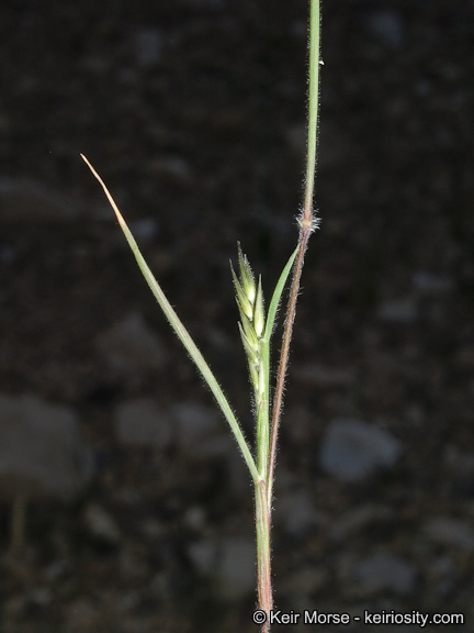 Enneapogon desvauxii
