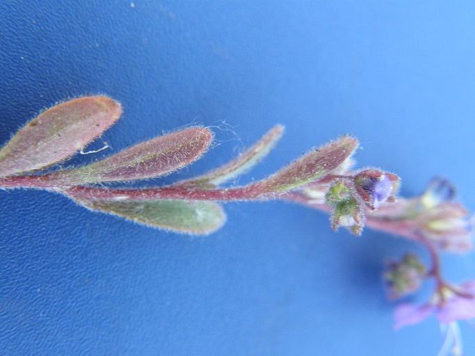 Phacelia greenei Phacelia greenei