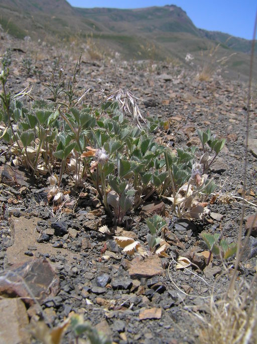 Trifolium leibergii