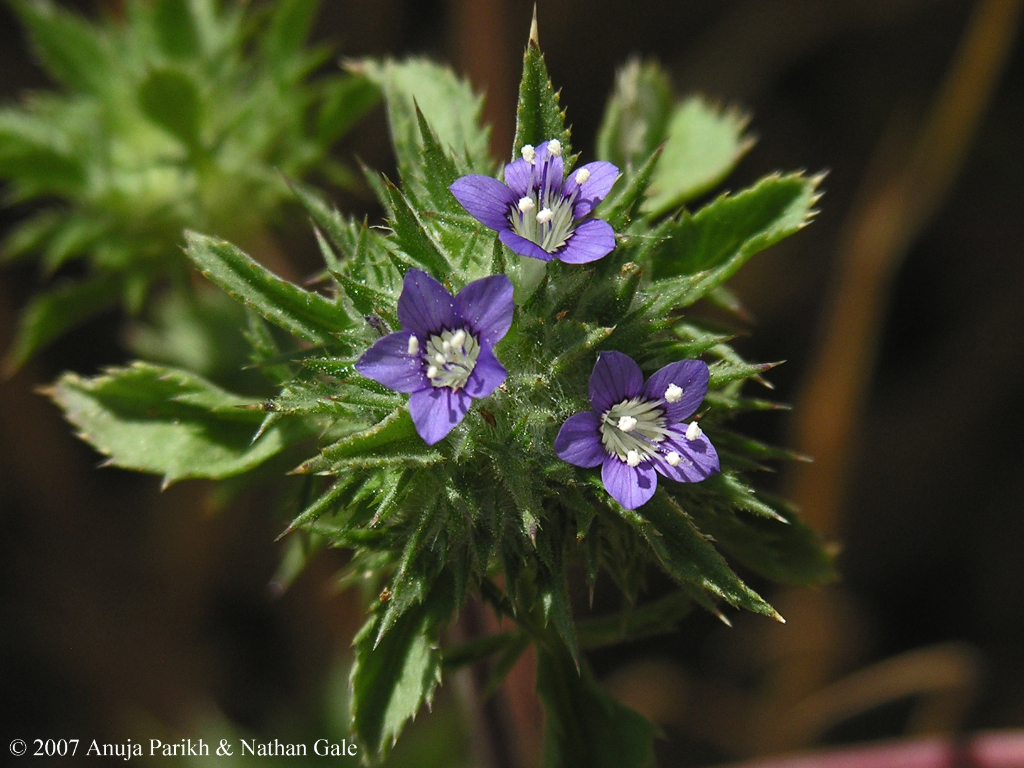 Navarretia setiloba Navarretia setiloba