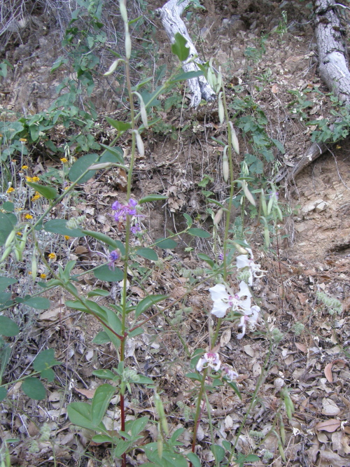 Clarkia borealis ssp. borealis Clarkia borealis ssp. borealis