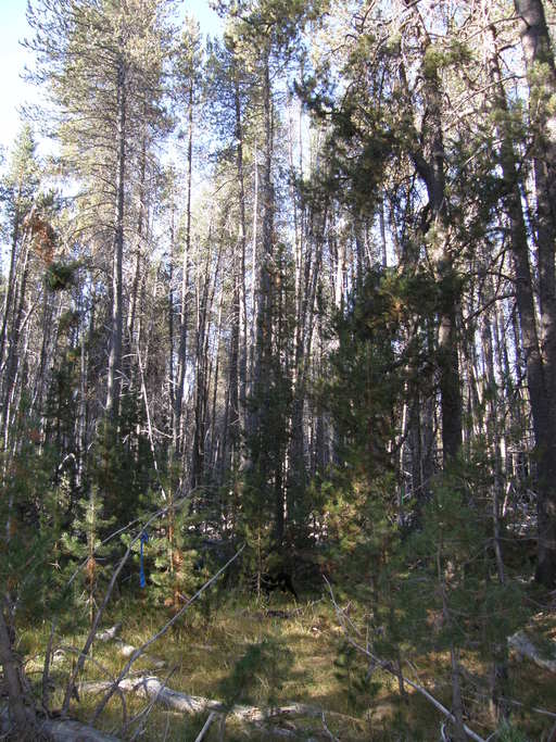 Anthoxanthum nitens ssp. nitens