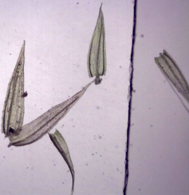 Homalothecium nuttallii