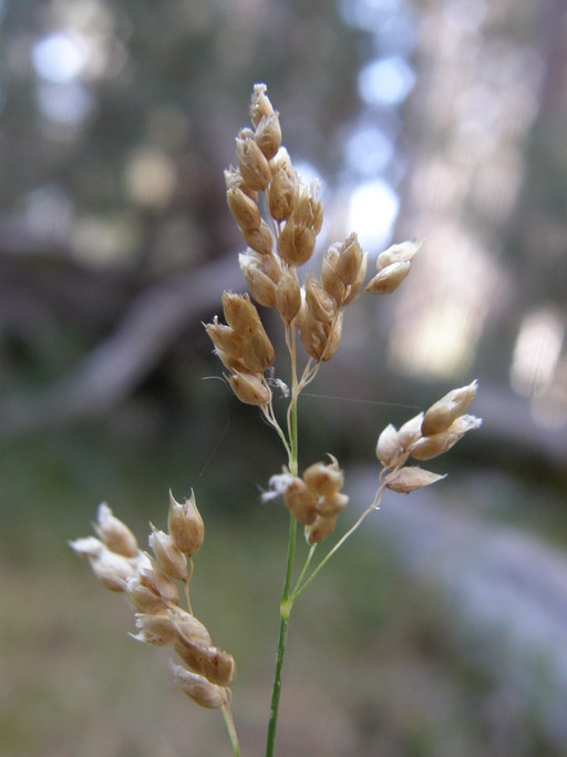 Anthoxanthum nitens ssp. nitens