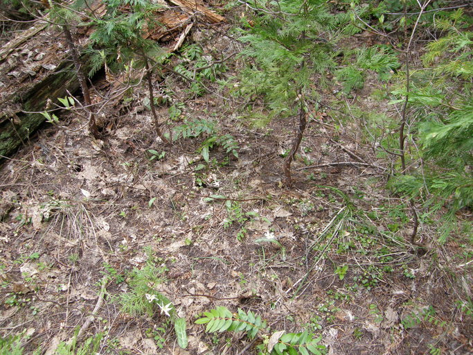 Erythronium citrinum var. roderickii Erythronium citrinum var. roderickii