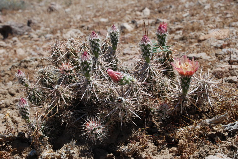 Grusonia parishii Grusonia parishii