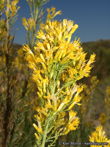 Ericameria paniculata