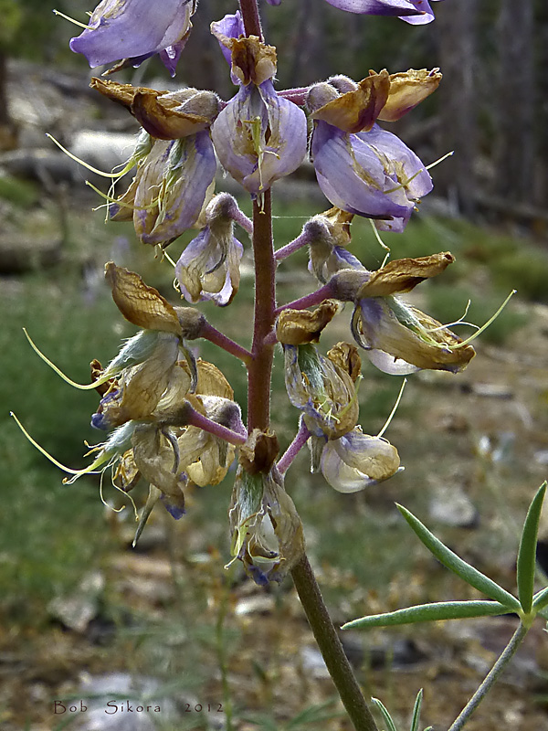 Lupinus hyacinthinus