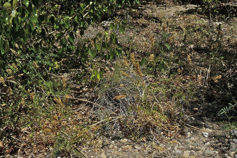 Astragalus canadensis var. brevidens