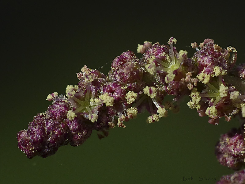 Atriplex prostrata