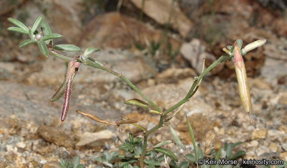 Acmispon argyraeus var. multicaulis