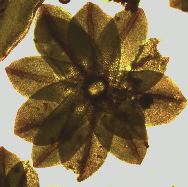 Tortula obtusifolia Tortula obtusifolia