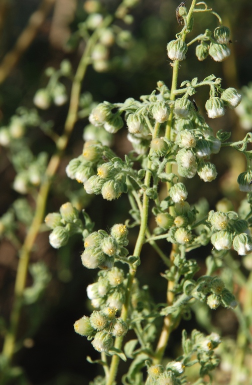 Laennecia coulteri Laennecia coulteri