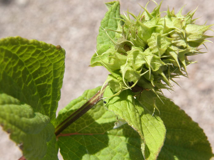 Lepechinia caulescens