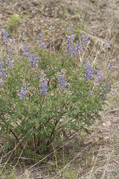 Lupinus hillii