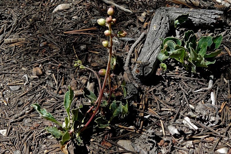 Pyrola dentata