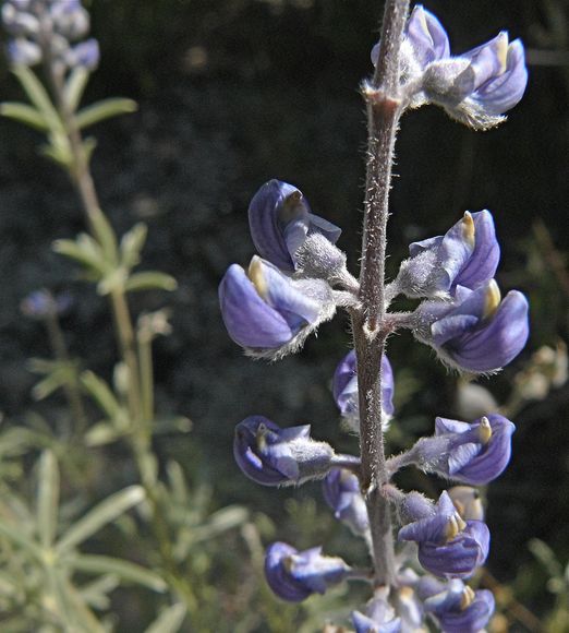 Lupinus argenteus var. meionanthus