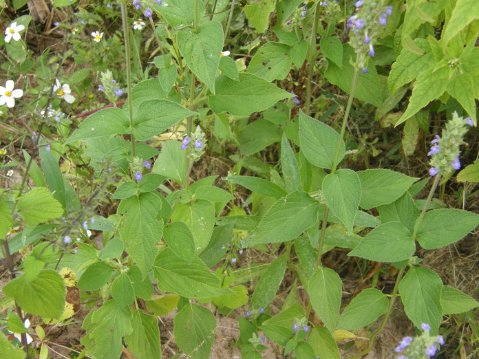 Salvia hispanica