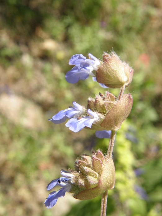 Salvia lasiocephala