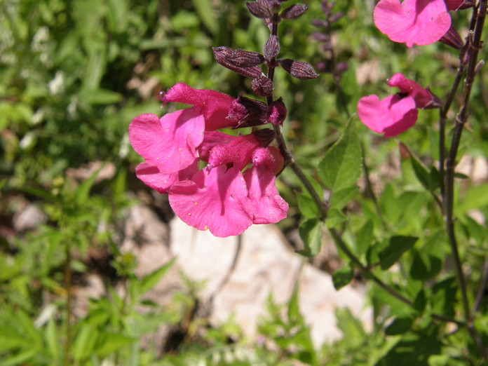 Salvia lemmonii