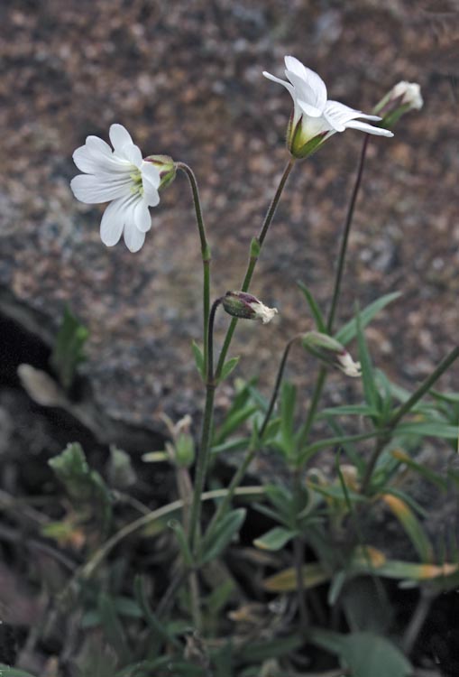 Cerastium sp. Cerastium sp.