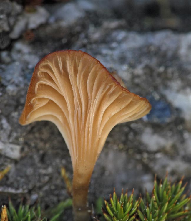 Lichenomphalia umbellifera