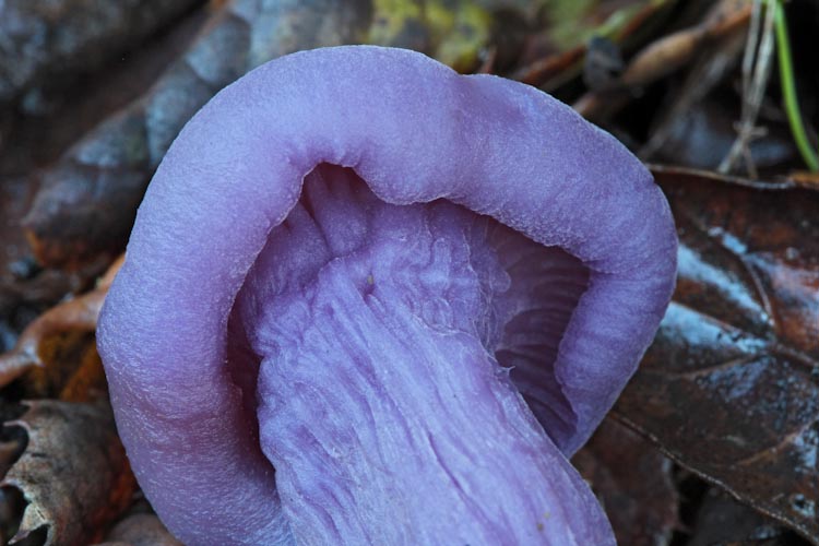 Laccaria amethysteo-occidentalis