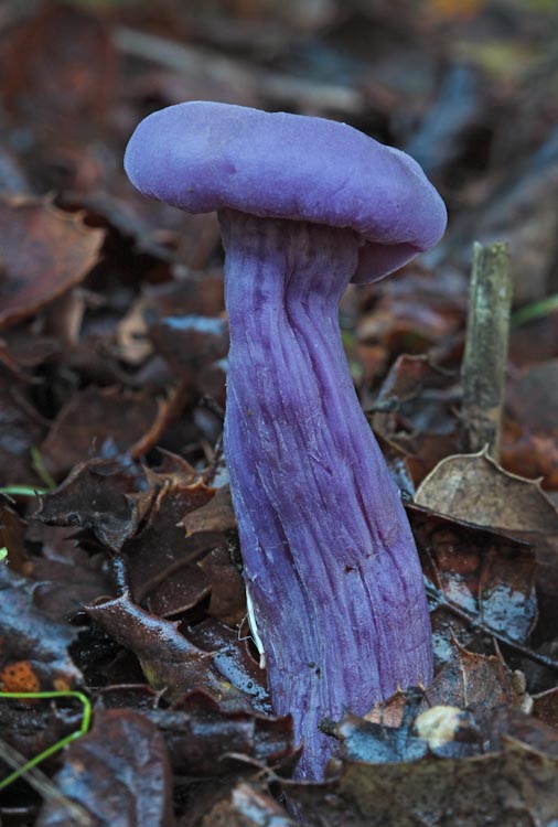 Laccaria amethysteo-occidentalis