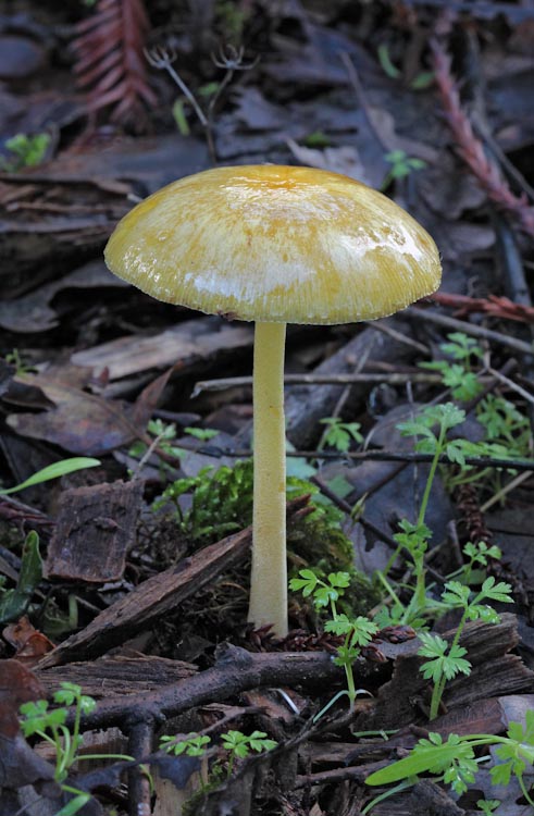 Bolbitius titubans Bolbitius titubans