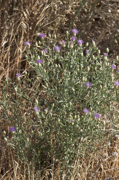 Rhaponticum repens
