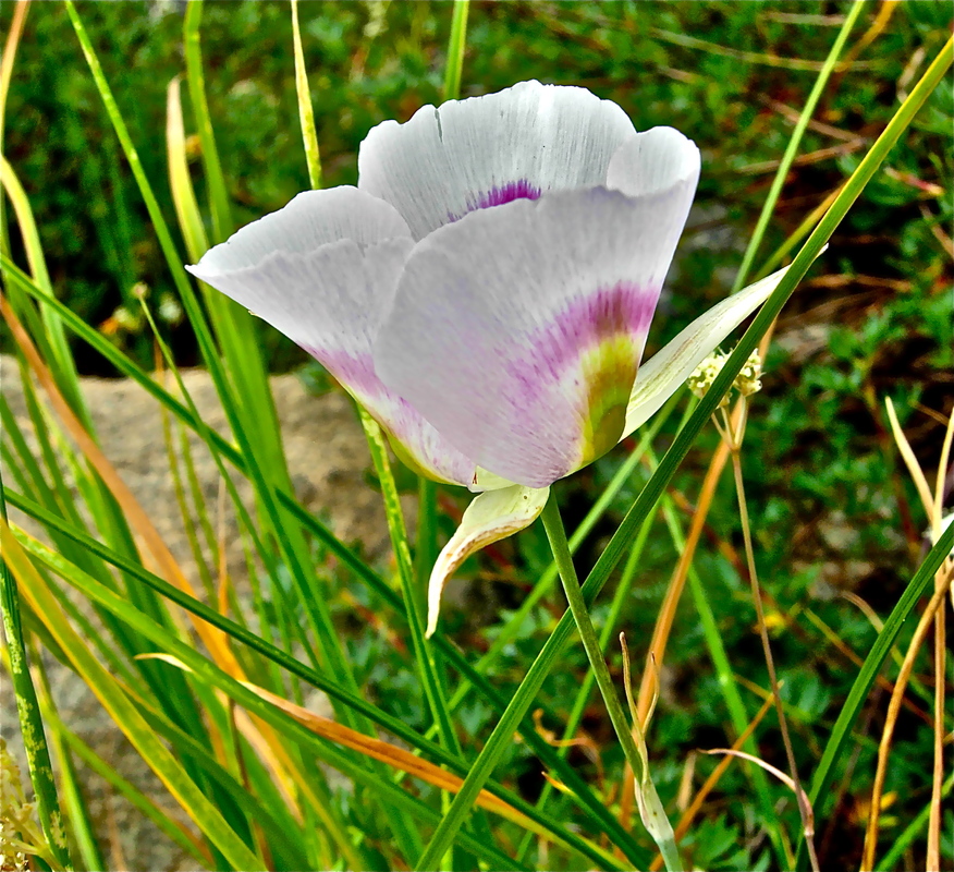 Calochortus eurycarpus