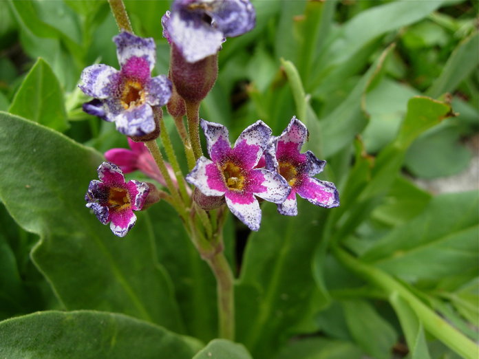 Primula parryi